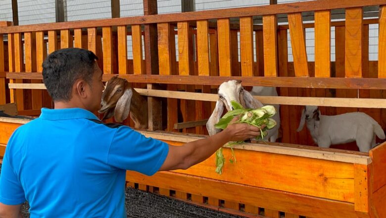 Baru Tiga Bulan Dibuka, Kandang Kambing Boer Lapas Narkotika Karang Intan Hasilkan Dua Ekor Anak