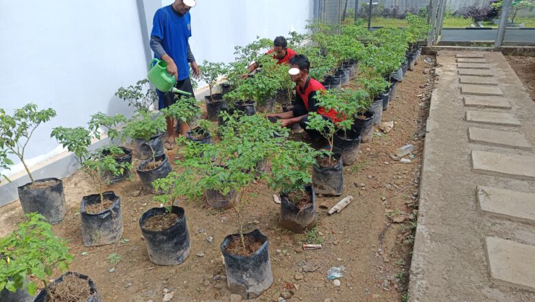 WBP Lapas Narkotika Karang Intan Tanam 250 Bibit Cabai Rawit, Perkuat Program Ketahanan Pangan