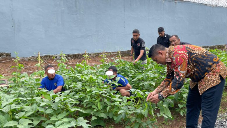 Wujudkan Ketahanan Pangan, Kalapas Narkotika Karang Intan Pantau Langsung Lahan Pertanian Kedelai untuk Produksi Tempe