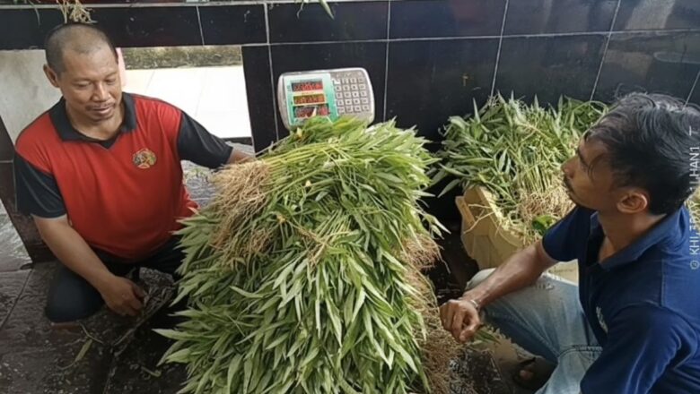 Dari Lahan Asimilasi ke Dapur Lapas: Panen Kangkung 115 Kg Wujud Pembinaan dan Ketahanan Pangan