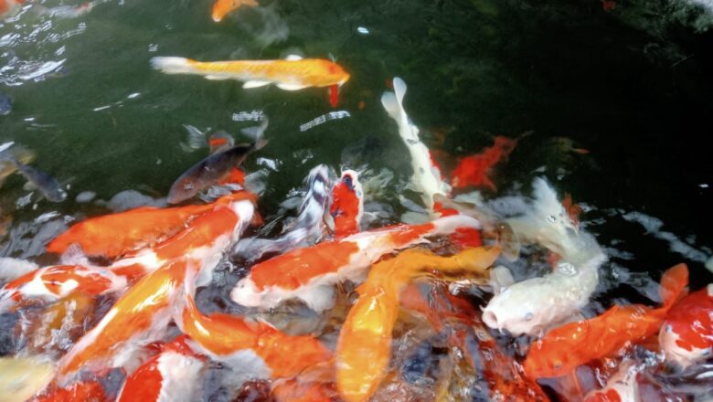 Lapas Narkotika Karang Intan Lakukan Perawatan Rutin Kolam Koi, Wujudkan Lingkungan Pembinaan yang Asri dan Produktif